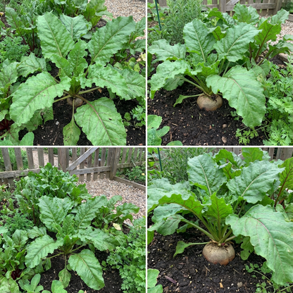 Nutritious Fodder Beet Seeds for Planting