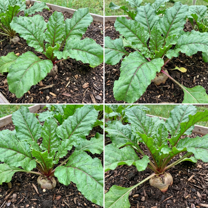 Nutritious Fodder Beet Seeds for Planting