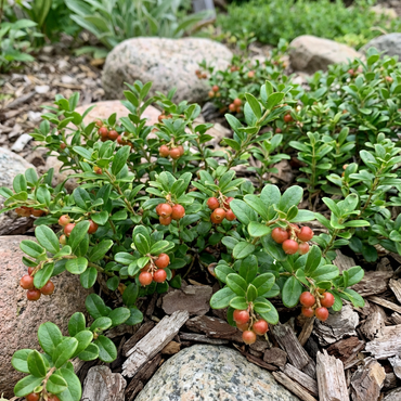 Refreshing Arctic Plenty Fruit Seeds for Easy Planting