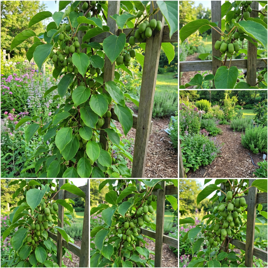 Refreshing Arctic Plenty Fruit Seeds for Easy Planting