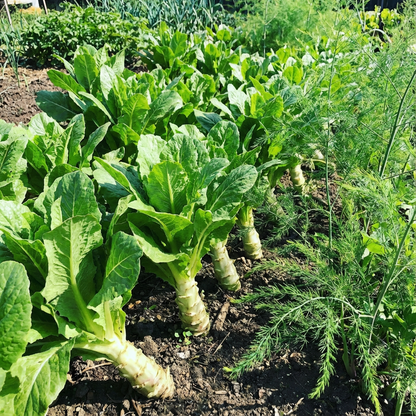 Green Celtuce Asparagus Vegetable Seeds for Planting