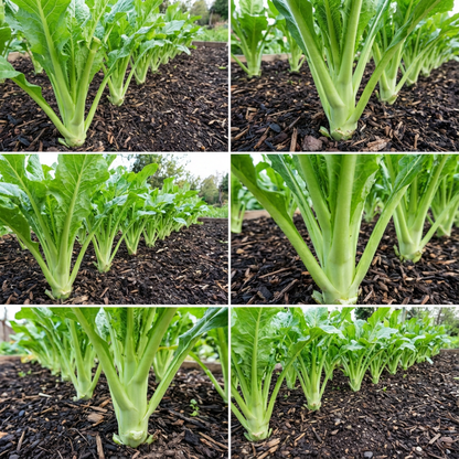 Green Celtuce Asparagus Vegetable Seeds for Planting