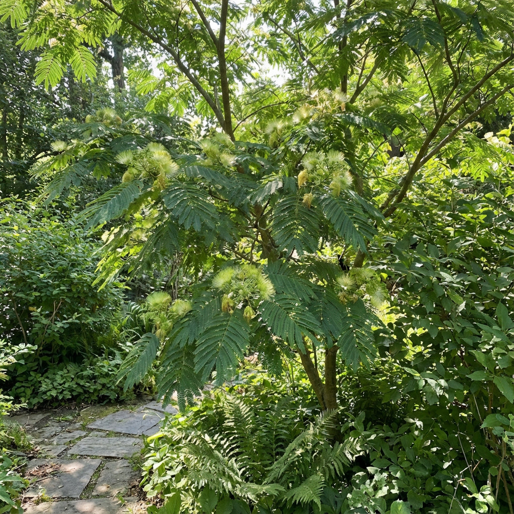Albizia Flower Seeds for Planting - Green Variety