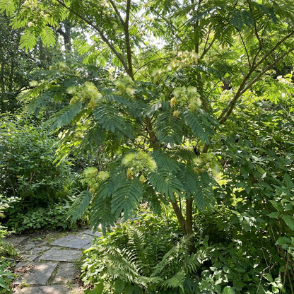 Albizia Flower Seeds for Planting - Green Variety