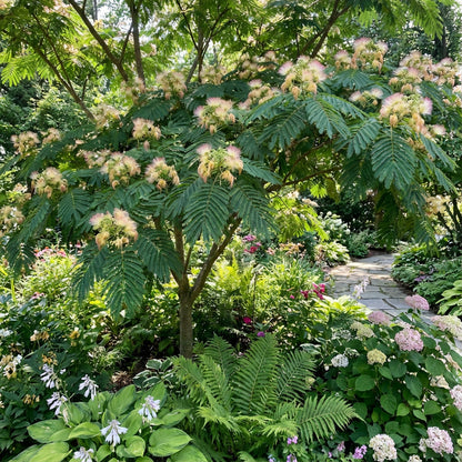 Albizia Flower Seeds for Planting - Green Variety