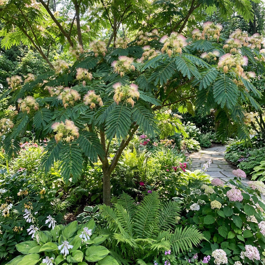 Mixed Aster Seeds for Planting - Vibrant Blooms for Your Garden