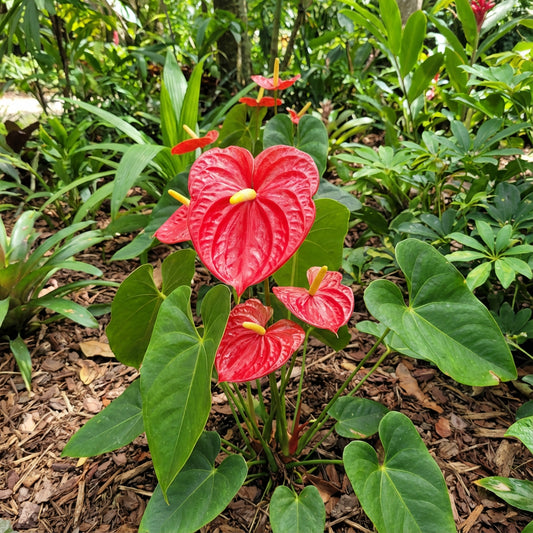 Anthurium Andraeanum Red Flower Seeds for Planting