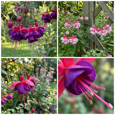 Double Petal Fuchsia Flower Seeds for Planting