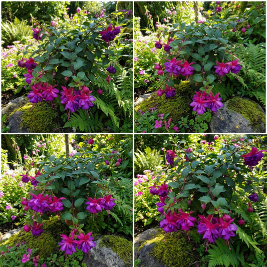 Double Petal Fuchsia Flower Seeds for Planting