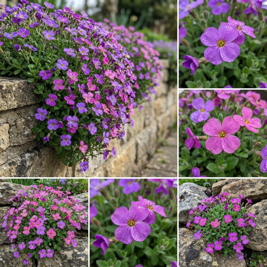 Aubrieta Flower Seeds for Planting - Purple & Pink