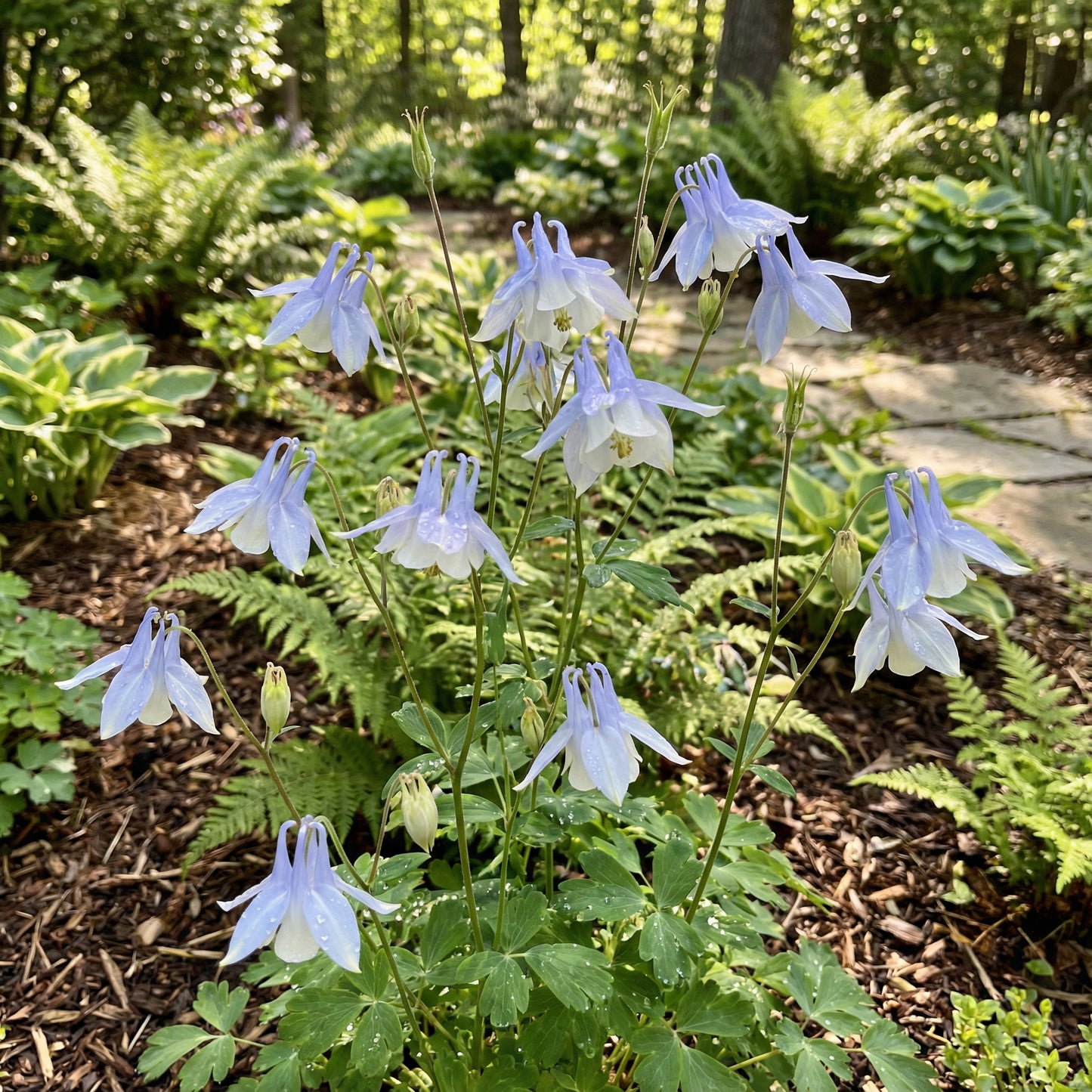 Light Blue and White Aquilegia Flower Seeds for Planting