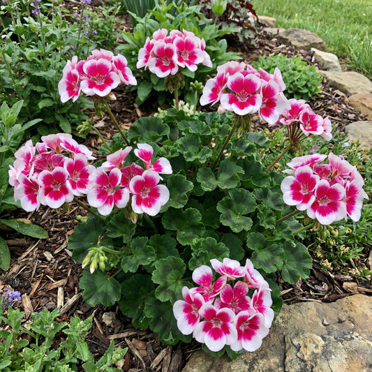 Dark Pink and White Geranium Flower Seeds for Easy Planting