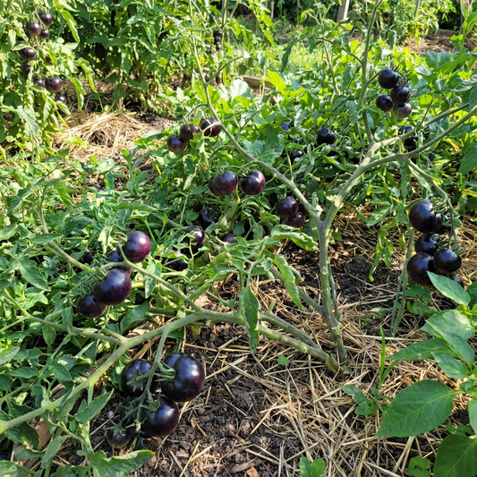Planting Black Tomato Vegetable Seeds