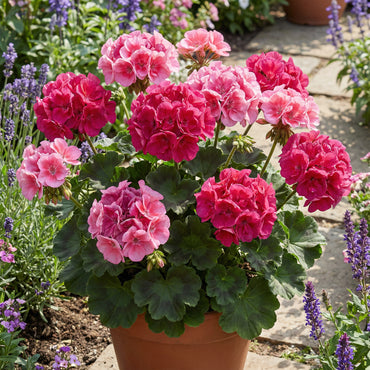 Big Blooms Pink Geranium Seeds - Perfect for Planting in Spring