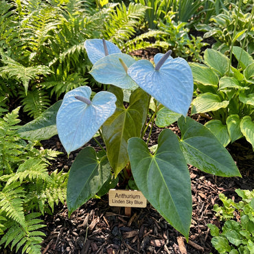 Anthurium Linden Sky Blue Flower Seeds for Planting - Elegant Tropical Blooms