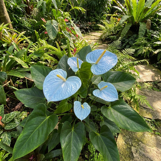 Anthurium Linden Sky Blue Flower Seeds for Planting - Elegant Tropical Blooms