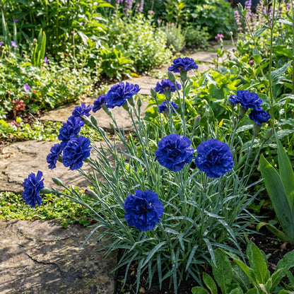 Carnation Flower Seeds for Planting - Blue Variety