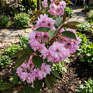 Cerasus Pink Flower Seeds for Planting