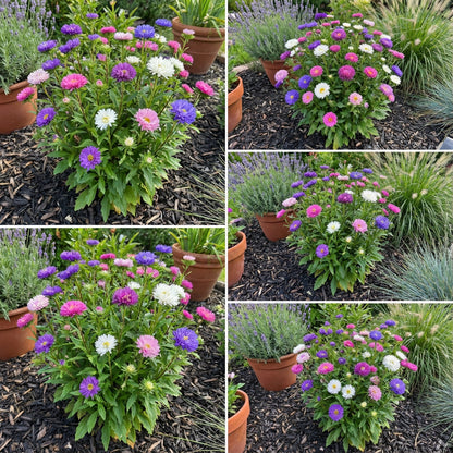 Mixed Aster Flower Seeds for Planting