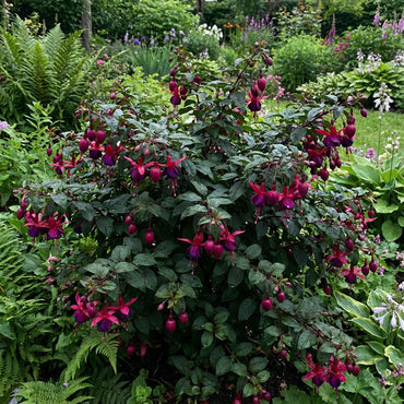 Dark Green Fuchsia Flower Seeds for Easy Planting