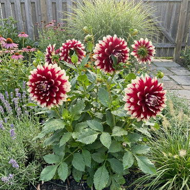 Two-Color Dahlia Flower Seeds: Premium Mixed Planting Seeds for Vibrant Garden Blooms