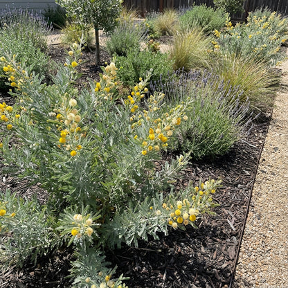 Acacia Perennial Flower Seeds Planting Mixed