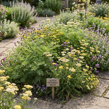 Acacia Perennial Flower Seeds Planting Mixed