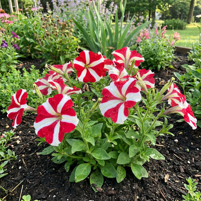Red and White Oblique Petunia Flower Seeds for Easy Planting