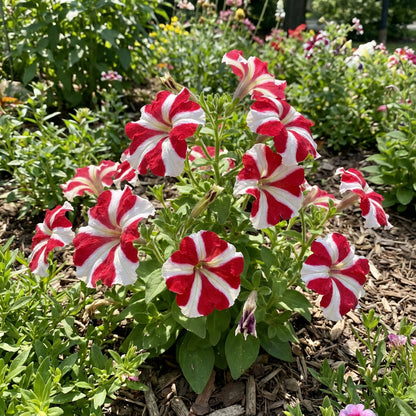 Red and White Oblique Petunia Flower Seeds for Easy Planting