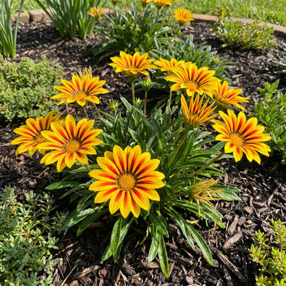 Gazania Flower Seeds - Yellow and Red for Vibrant Planting