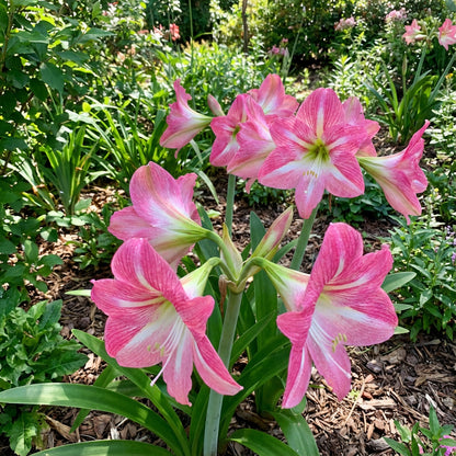 Amaryllis Barbados Pink Flower Seeds for Planting