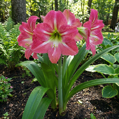 Amaryllis Barbados Pink Flower Seeds for Planting