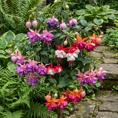 Mixed Double Petal Fuchsia Flower Seeds for Planting