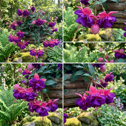 Mixed Double Petal Fuchsia Flower Seeds for Planting