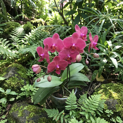 Pink Orchid Flower Seeds for Planting