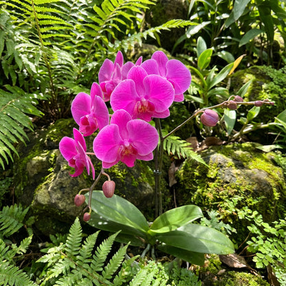 Pink Orchid Flower Seeds for Planting