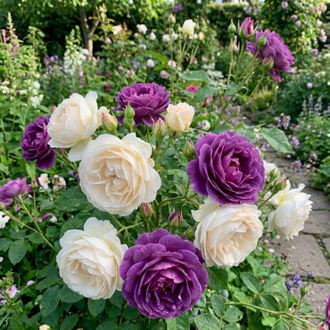 Pflanzen Sie Rose Blumensamen (Weiß & Lila) - Premium-Samen für lebendige Gartenblüten