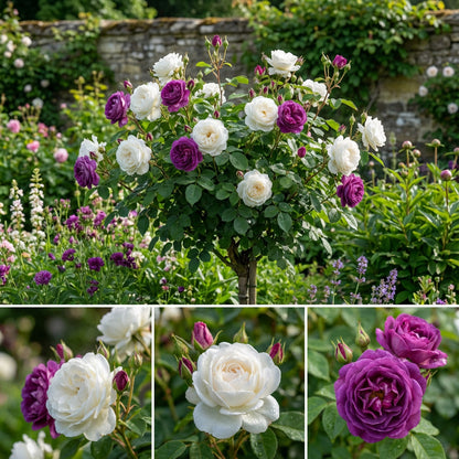 Pflanzen Sie Rose Blumensamen (Weiß & Lila) - Premium-Samen für lebendige Gartenblüten