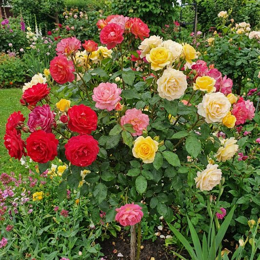 Gemischte Rosenblumensamen für lebendiges Pflanzen