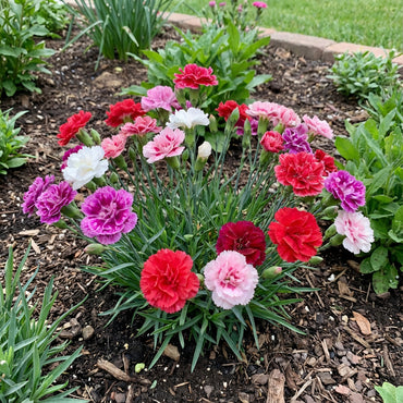 Dianthus Caryophyllus Mixed Flower Seeds for Vibrant Planting