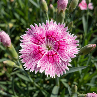 Dianthus Caryophyllus Mixed Flower Seeds for Vibrant Planting