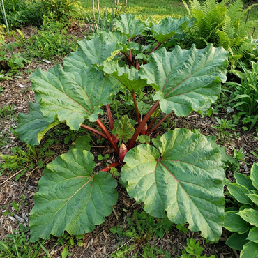 Rhubarb Vegetable Seeds for Planting