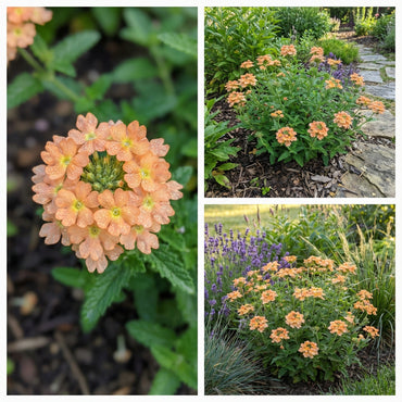 Verbena Flower Seeds Planting Light Orange