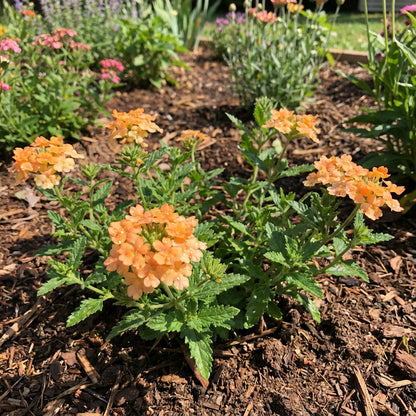 Verbena Flower Seeds Planting Light Orange