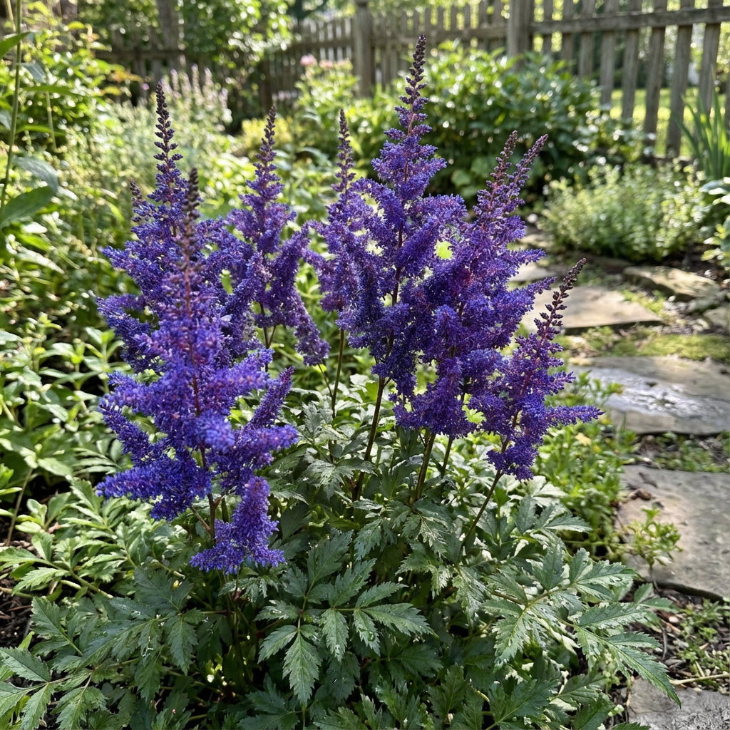 Blue Astilbe Flower Seeds for Planting