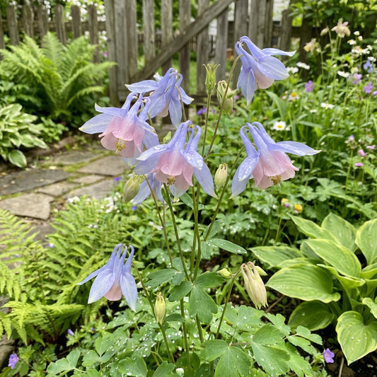 Aquilegia Flower Seeds for Planting - Light Blue & Pink