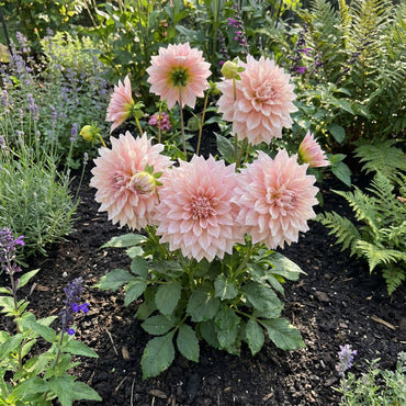 Soft Pink Dahlia Seeds for Planting