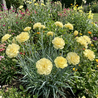 Yellow Carnation Flower Seeds for Planting