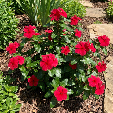 Red Periwinkle Vinca Flower Seeds for Easy Planting