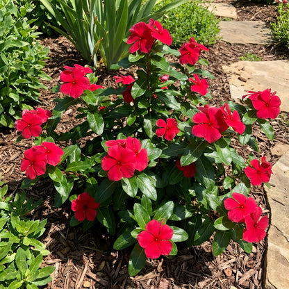 Red Periwinkle Vinca Flower Seeds for Easy Planting